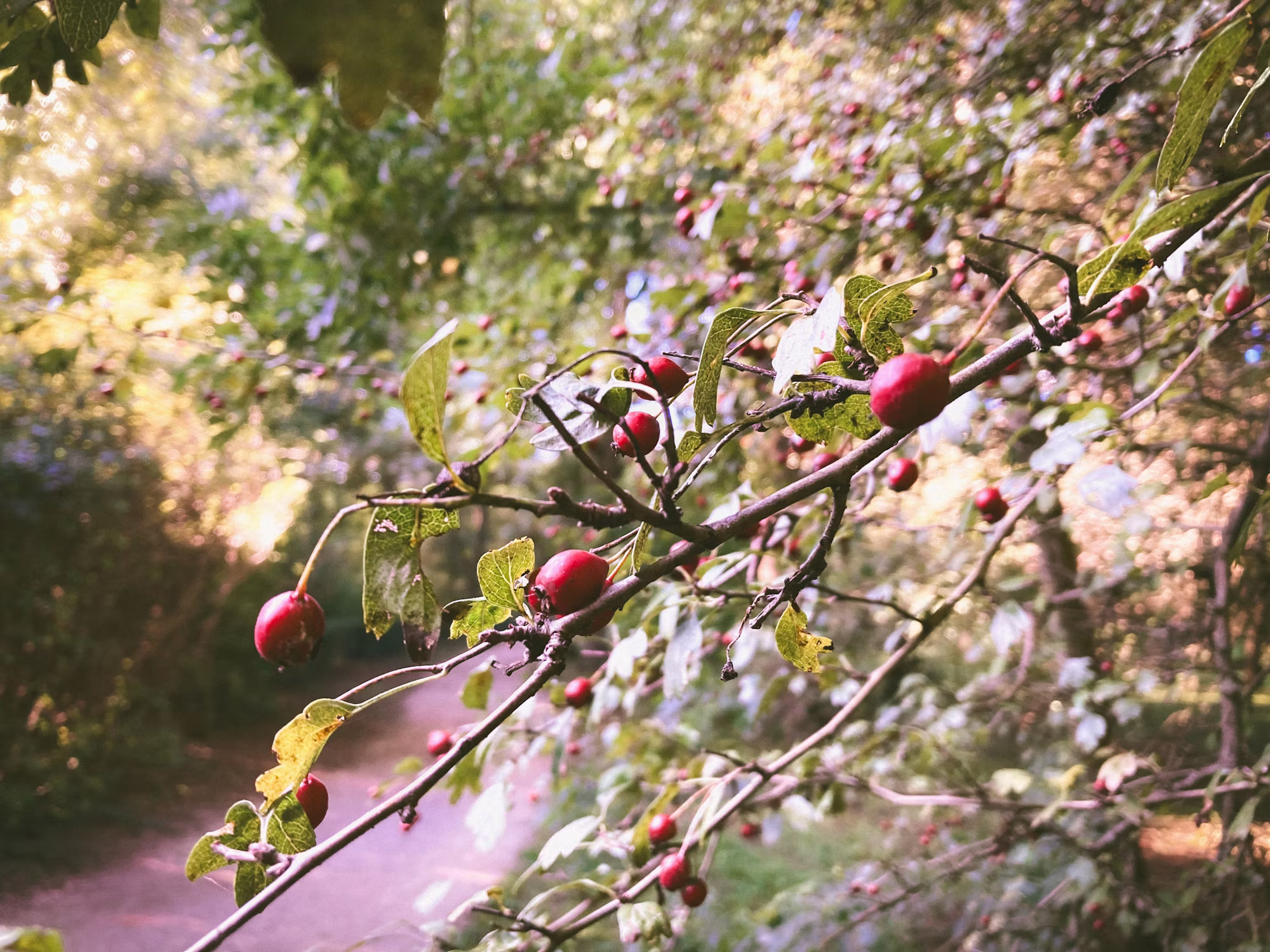 Exploring the Culinary Uses of Seasonal Fruits